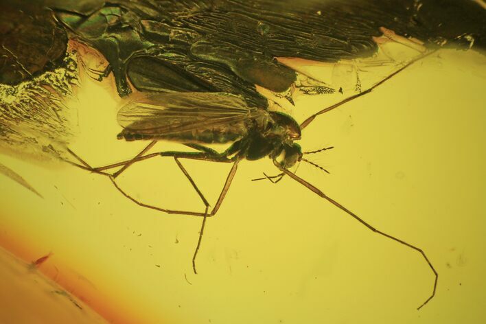 Fossil Fly (Diptera) In Baltic Amber #120599